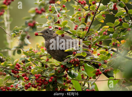 Bird eating berry Stock Photo