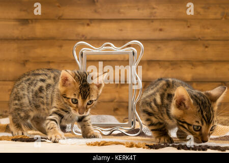 Two striped kitten of Bengal breed play with photo frame Stock Photo