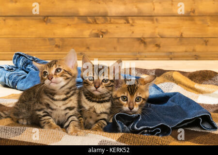 Three beautiful kitten playing with blue jeans on a blanket Stock Photo