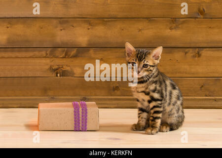 The kitten sits next to the gift box on the background of the wooden wall for the inscription Stock Photo