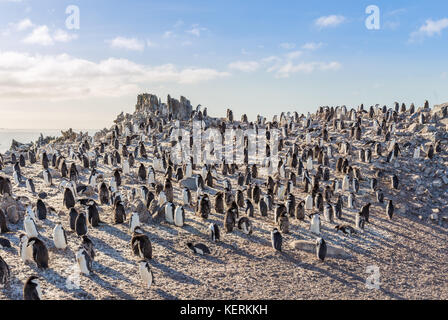 Hundreds of chinstrap penguins gathered on the rocks and enjoying the sun, Half Moon Island, Antarctic Stock Photo