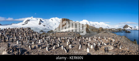 Antarctic panorama with hundreds of chinstrap penguins crowded on the rocks with snow mountains in the background, Half Moon Island, Antarctica Stock Photo
