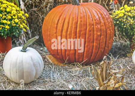 Halloween decoration with pumpkins, hay and yellow flowers. Stock Photo