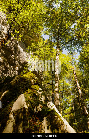 mountain forest with trees seen from bottom to top Stock Photo