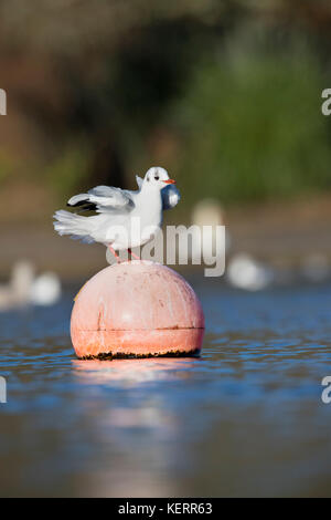 Black Headed Gull; Chroicocephalus ridibundus Single in Winter on Buoy Cornwall; UK Stock Photo