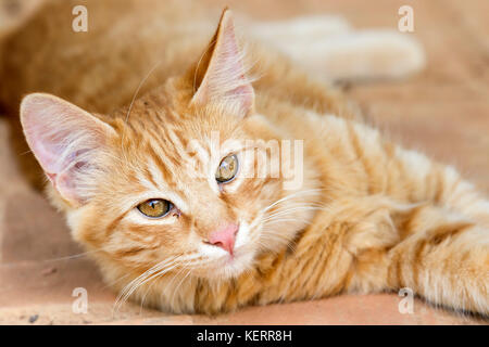 yellow stray kitty cat portrait laying on the floor Stock Photo