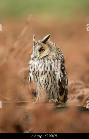 Long Eared Owl; Asio otus Single; Captive; with Bracken Cornwall; UK Stock Photo