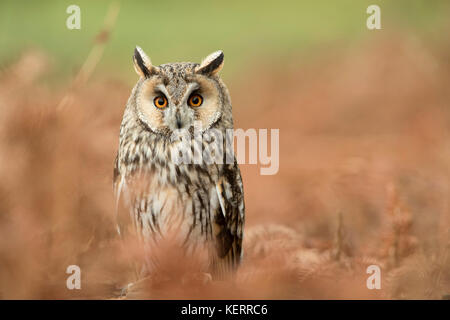 Long Eared Owl; Asio otus Single; Captive; with Bracken Cornwall; UK Stock Photo