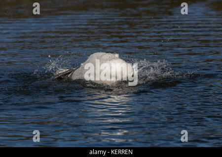 Mute Swan; Cygnus olor Single Bathing Cornwall; UK Stock Photo