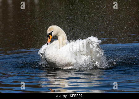 Mute Swan; Cygnus olor Single Bathing Cornwall; UK Stock Photo