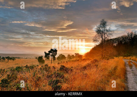 Woodbury Common; Devon; UK Stock Photo