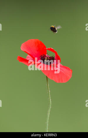 red blossom of corn poppy (Papaver rhoeas) with flying insect Stock Photo