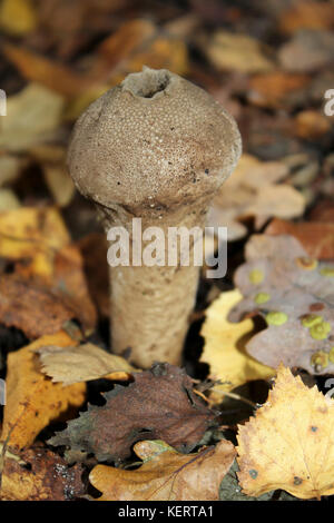 Stump Puffball Fungi In Leaf Litter Stock Photo