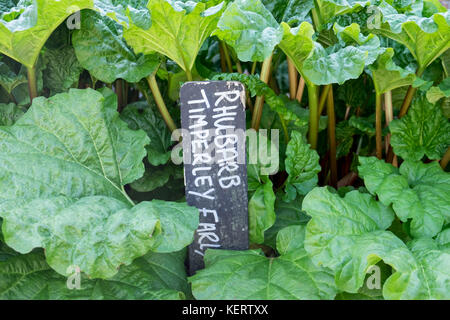 Timperley early rhubarb growing in vegetable garden Stock Photo