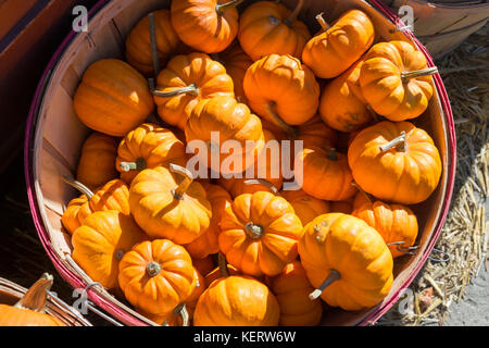 Small Halloween pumpkins for sale in Montreal, Canada Stock Photo