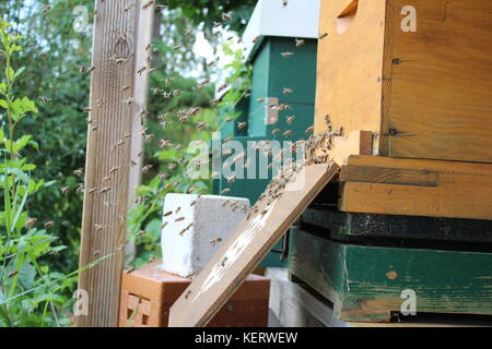 Flying  honey bees in front of their hive Stock Photo