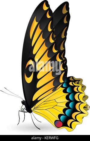 Beautiful butterfly isolated on a white background Stock Vector
