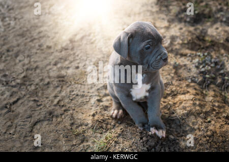 Grey Neapolitan Mastiff puppy Stock Photo
