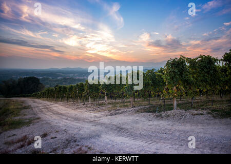 Vineyard at Sunset, Gattinara, Piedmont, Italy Stock Photo