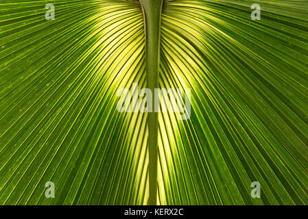 Sabal Bermudana Palm leaf close up growing at Kew Botanical Gardens in London