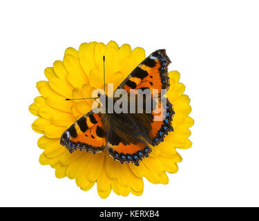 cut out image of a small tortoiseshell butterfly, Aglais urticae, on a calendula flower Stock Photo
