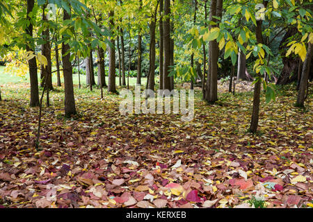 Savill Garden, Englefield Green, UK. 20th October, 2017. Autumn leaves at Savill Garden in Windsor Great Park. Stock Photo