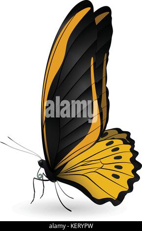 Beautiful butterfly isolated on a white background Stock Vector