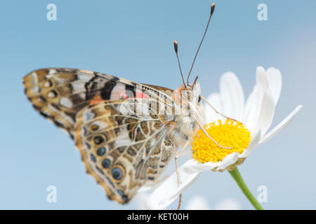 Painted Lady butterfly resting on a white common daisy flower on a plain sky blue background Stock Photo