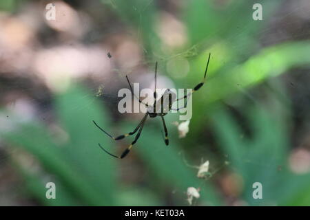 Golden Orb Weaver (Nephila clavipes), Poponjoche Trail, Pachira Lodge, Tortuguero, Limón province, Caribbean Sea, Costa Rica, Central America Stock Photo