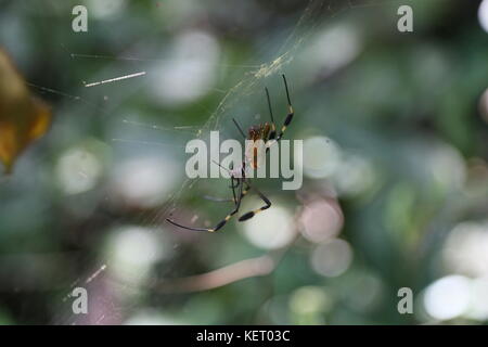 Golden Orb Weaver (Nephila clavipes), Poponjoche Trail, Pachira Lodge, Tortuguero, Limón province, Caribbean Sea, Costa Rica, Central America Stock Photo