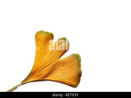 Intense yellow autumn Ginkgo biloba leaf isolated on white. Stock Photo