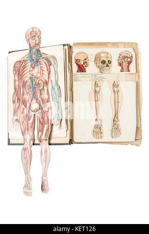 Human anatomy model in old medical book. Stock Photo