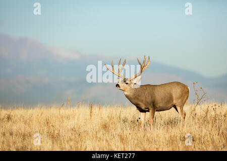 Mule deer Stock Photo