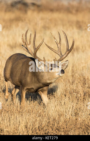 Trophy mule deer buck during autumn rut in Colorado Stock Photo