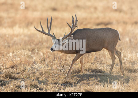 Trophy mule deer buck during autumn rut in Colorado Stock Photo