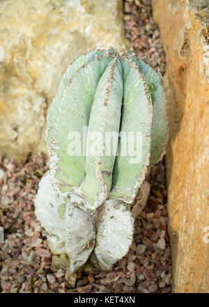 An Astrophytum myriostigma, which is also known as a bishop's cap cactus, bishop's hat or bishop's miter cactus. Stock Photo