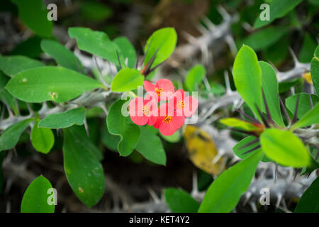 Euphorbia milii (crown of thorns, Christ plant, Christ thorn), a species of flowering plant, at the Muttart Conservatory in Edmonton, Alberta, Canada. Stock Photo