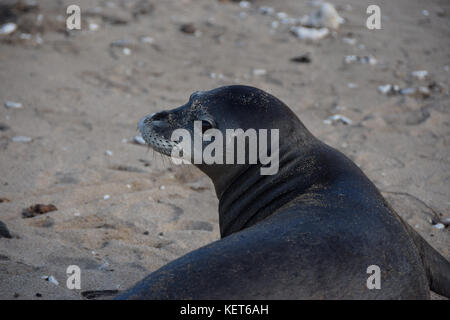 Hawaiian monk seal along Ka'ena Point Trail on Oahu, Hawaii Stock Photo