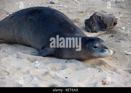 Hawaiian monk seal along Ka'ena Point Trail on Oahu, Hawaii Stock Photo