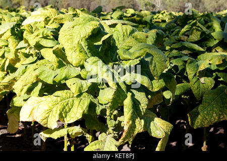 Wrinkled leaves of tobacco in the plant Stock Photo