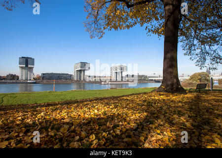 Germany, Cologne, trees at the street Alfred-Schuette-Allee on the river Rhine in the district Deutz, view to the Crane Houses at the Rheinau harbor.  Stock Photo