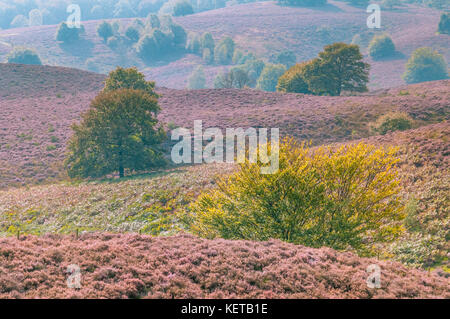 Panoramic view of the blooming heather and a few trees on the hills of the Posbank in National Park Veluwezoom in the Netherlands. Stock Photo
