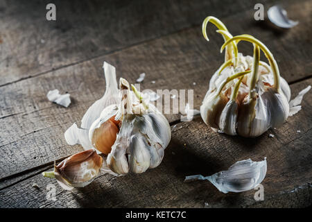 sprouting garlic on wooden table Stock Photo