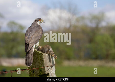 Goshawk Accipiter Gentilis perched on a wooden post with squirrel prey, taken under controlled conditions