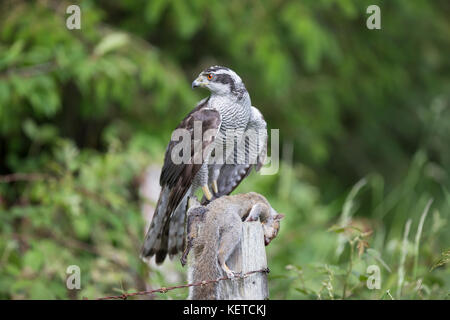 Goshawk Accipiter Gentilis perched on a wooden post with squirrel prey, taken under controlled conditions