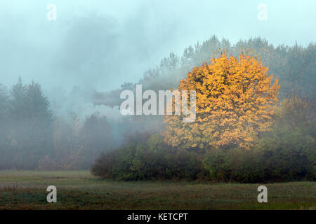 Big maple tree with orange autumn foliage on a foggy morning. Stock Photo