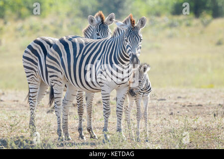 Plains zebra (Equus quagga) mother and foal on savanna, Kruger National Park, South Africa Stock Photo
