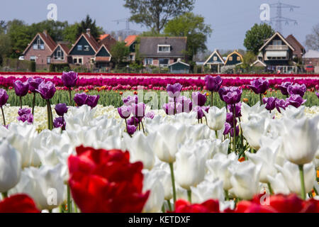 Multicolored tulip fields frame the village in spring Berkmeer Koggenland North Holland Netherlands Europe Stock Photo