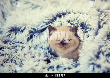 Cute little kitten lying the soft fluffy blue blanket. Stock Photo