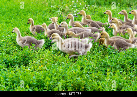 young goose at the age of 1 month walking on the grass Stock Photo